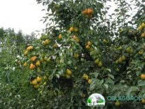 велес круша