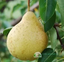 круша круша