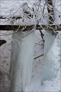 гръмотевица сладко ревен