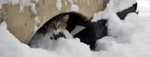 бездомни хуманно