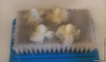 играчка играчка