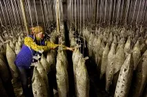 Використання ангарів для вирощування гливи, Сходи, навіси, павільйони вирощування
