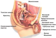 интересна пикочния мехур