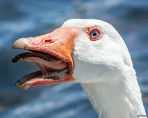срещу гъските