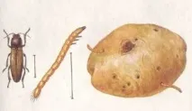 начина начина