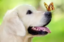 умалителните синонимите