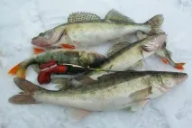 основні