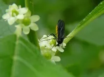 Як позбавитися від мошок у кімнатних квітах у домашніх умовах мошок