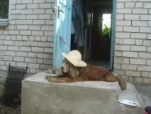 синонимите значения