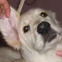 домашния любимец домашния любимец