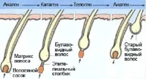 Як відростити довге волосся в домашніх умовах - харчування та домашні засоби для прискорення росту довге
