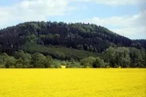 Як називається жовта трава на полях у Чехії, Німеччині, Франції та інших країнах Європи. полях