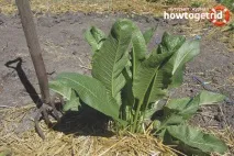 истинско бедствие хрян градината