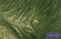 Як видалити кліща з тіла людини Способи видалення кліщів зі шкіри людей видалити