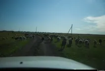 Як сіють пшеницю на півночі Казахстану півночі