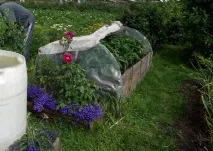 Як зберегти однорічні жоржини однорічні