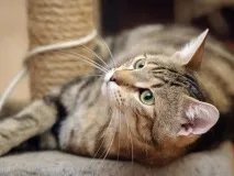 Як зробити кігтеточку для кота своїми руками. кота