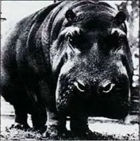 агенція