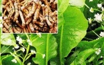 Як вивести хрін з городу (ділянки) 3 дієвих способу городу