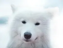 бяла кучета