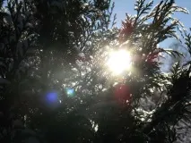 дървета предпазим