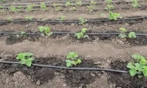 поливане капково напояване