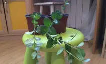грижа кариса