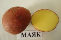 Картопля Маяк опис, переваги, особливості вирощування, відгуки картопля