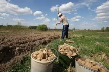 Картопля готуємося до посадки, Город, Дача, Аргументи та Факти готуємося