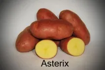 asterix описание