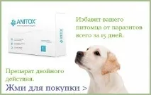 Прізвисько для собак хлопчиків як правильно вибрати кличку прізвисько