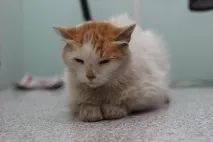 имате имате