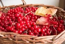 растенията калина