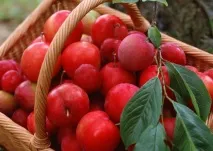 рецепти компот