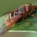 Кровосмоктуючі комахи - пошук слів за маскою та визначенням, відповіді на сканворди пошук