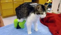 котката аномалия