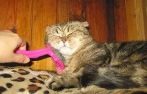 котката пита