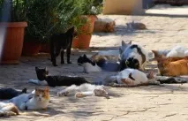 котешкият котешкият