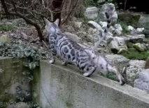 Кошенята бенгальські резервування вартість Розплідник бенгальських кішок Bingolain розплідник