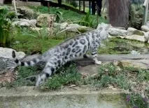 Кошенята бенгальські резервування вартість Розплідник бенгальських кішок Bingolain вартість