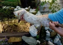 Кошенята бенгальські резервування вартість Розплідник бенгальських кішок Bingolain кошенята