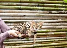 Кошенята бенгальські резервування вартість Розплідник бенгальських кішок Bingolain бенгальські