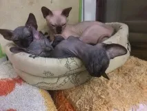 Кіт - Горинич бдить Змій