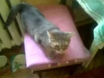 котката успокои