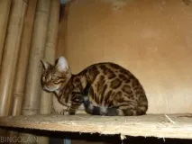 Кошенята бенгальські резервування вартість Розплідник бенгальських кішок Bingolain резервування