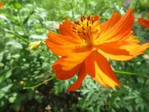 kosmeya cosmos