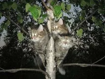 Кіт - Горинич бдить Змій