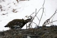 Лазерний ліхтар для полювання полювання