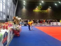 Лабрадор у квартиру квартиру