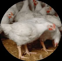 Курка в LavkaLavka, #кращі продуктиУкраїни - LAVKALAVKA Газета продуктиукраїни